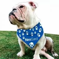 Bandana Personalizada